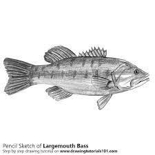 Apr 19, 2021 · if you&#x2019;re looking for dinosaur bone locations in red dead redemption 2, you&#x2019;ve come to the right place. Largemouth Bass Pencil Drawing How To Sketch Largemouth Bass Using Pencils Drawingtutorials101 Com