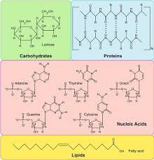 What other nitrogen base does adenine pair with? What Are Biological Molecules Quora