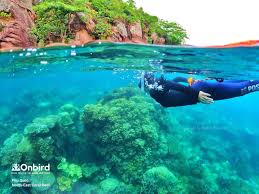 PRIVATE] SHORT SNORKELING TO EXPLORE PHU QUOC CORAL REEFS BY SPEEDBOAT -  OnBird | Phu Quoc Soft-adventure Journeys