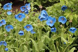 Il nome scientifico di questo fiore blu è meconopsis betonicifolia e si chiama anche papavero blu dell'himalaya per via della sua provenienza. Quali Fiori Blu Conosci Blog Di Fiori E Notizie Fresche