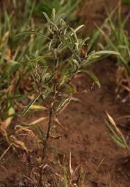 Image result for Dicoma tomentosa