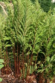 Image result for Athyrium
