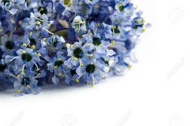 Già il nome ci dice che ama le. Primo Piano Dei Fiori Blu Del Ceanothus Isolati Su Una Priorita Bassa Bianca I Nomi Comuni Includono Il Lilla Della California Il Lilla Selvatico E
