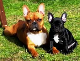 Diese anteile wurden in den folgegenerationen wieder hinausgekreuzt. Gesunde Franzosische Bulldoggen Aus Franken