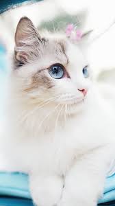 Cat Phone Wallpaper Cute Cats Cute Baby Cats Pretty Cats