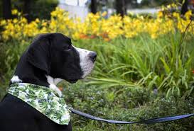Atendemos uma grande variedade de portes e raças de cachorro, como: Cachorro Do Ano 2018 Conheca Oreo O Vencedor Do Concurso
