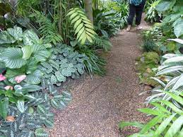 Chamaedorea Seifrizii Aglaonema Calathea Orbifolia Calathea Burle Marx Anthurium And Kaempferia Tropical Garden Design Tropical Garden Beautiful Gardens