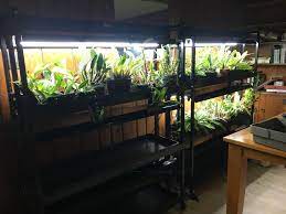 Check spelling or type a new query. Orchids Forum Growing Orchids Under Lights Garden Org