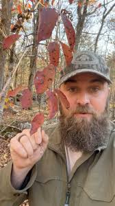 These can be easily confused with dogwoods but they’re a great species to  have around for wildlife and are super showy!! #nativehabitatproject  #nativeshrubs #viburnum #rustyblackhaw ...