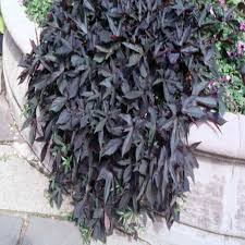 Image result for Ipomoea barteri