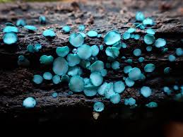 Image result for Ochna cyanophylla