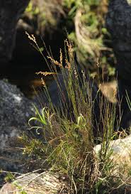 Image result for Platycaulos