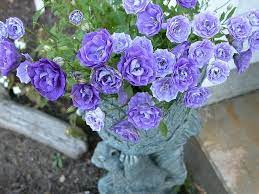 Blue Rose Campanula Pretty Double Bellflowers Look Almost Like Blue Roses Close Up Blooming Plants Blue Garden Dream Garden