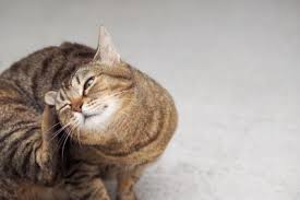 After all bald patches and exposed cat skin is not a pleasant sight if the underlying cause is not treated, it could eventually result in a bald cat although this is rare. 12 Reasons For Hair Loss Around A Cat S Ears Lovetoknow