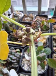 Image result for Cibirhiza