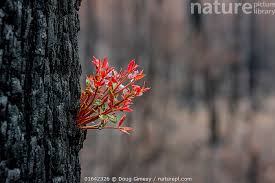 Image result for Eucalyptus sp.