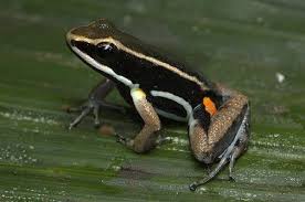 Frog Nurseries Poison Frog Frog Poison Dart Frogs