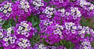 Sweet Alyssum Growing And Caring For Lobularia Maritima Alyssum Flowers Shade Annuals Fragrant Flowers