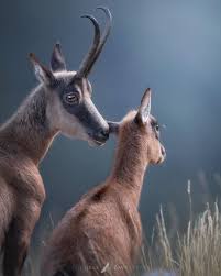 The Whisper Mother And Son A Few Minutes After Sunset With A Soft Moonlight Which Of The Three Do You Prefer 1 2 All Animals Photos Animals Nature Animals
