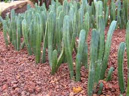 Los que viven en el norte, donde los cactus no pueden cultivarse afuera, pueden traer un los terrarios de cactus se pueden hacer en casi cualquier recipiente de vidrio. Como Hacer Un Jardin De Suculentas Jardineria On