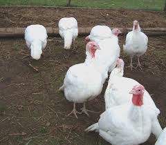 Yield (%) = 100 x (wch / wcr) the cooked sample's raw weight (wcr) is recorded before cooking. List Of Turkey Breeds Top Breeds Of Turkey For Farming