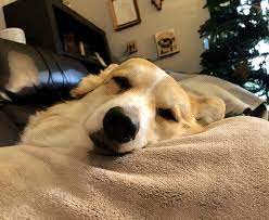 Meghan and harry explain royal rift Sweet Dreams For Lilibet Corgi
