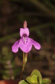 Image result for Justicia odora