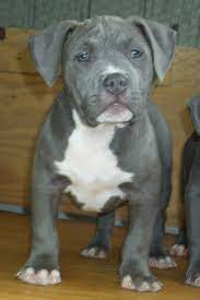 Don T Blame The Breed Pit Bulls Blame The Bad Owners Blue Nose Pitbull Puppies Pitbull Terrier Bull Terrier Dog