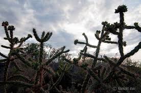Cactus, as a plant family, show variations between the individual species. New Mexico Flora On Lava Bed Sand Dunes Mesa And More
