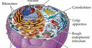 Maybe you would like to learn more about one of these? Neet Biology Medical Entrance Biology Questions And Answers Multiple Choice Questions On Cell Structure And Function