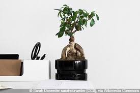Ficus Ginseng Pflege Giessen Und Schneiden Bonsai Pflege Ficus Ficus Ginseng Bonsai