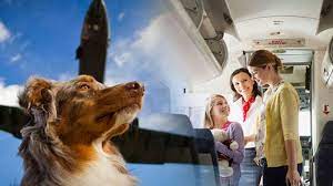 What airlines allow pets in cabin. Top 10 Pet Friendly Airlines That You Need To Know Easemytrip