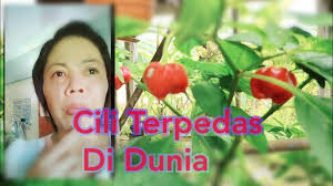 Mukbang mie gacoan level paling pedas menyiksa sekalii. Cili Paling Pedas Di Dunia Youtube