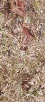 Image result for Eragrostis mollior