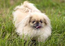 Maybe you would like to learn more about one of these? Pekinas Pekingese
