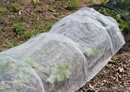 Maybe you would like to learn more about one of these? How Can I Grow Tomatoes With Pictures