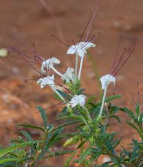 Image result for Clerodendrum ternatum