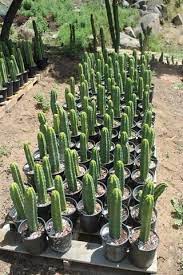 How To Propagate Your San Pedro Cactus Cactus Garden Landscaping Cactus Plants San Pedro Cacti