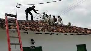 Chinese woman killing a goat : Firefighters Rescue Goats Trapped On A Roof