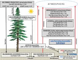 File:Fig5-Carbon-budget-diagram-for-Atlantic-white-cedar-in-the-Great-Dismal-Swamp.gif 