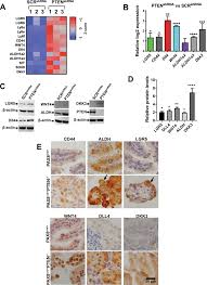 Virginijus kundrotas participated in the board of trustees meeting of international academy of business (iab) in almaty, kazakhstan on. Silencing Pten In The Fallopian Tube Promotes Enrichment Of Cancer Stem Cell Like Function Through Loss Of Pax2 Cell Death Disease