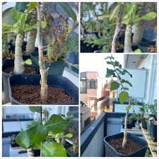 Image result for Commiphora kua