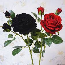 Ini adalah image gambar sketsa bunga mawar hitam yang dapat kami sajikan untuk anda. Mewah Mawar Hitam Cabang Beludru Simulasi Buatan Valentine Hadiah Pernikahan Bunga Dekorasi Rumah Mawar Flores Buatan Bunga Kering Aliexpress