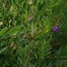 Image result for Tephrosia montana