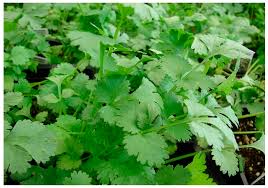 Image result for Coriandrum sativum