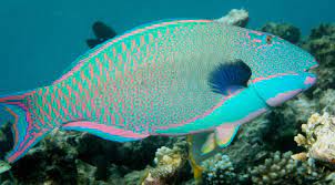 Bird birds peacock animal cat nature fish butterfly parrots eagle dog. Parrotfish Simple English Wikipedia The Free Encyclopedia