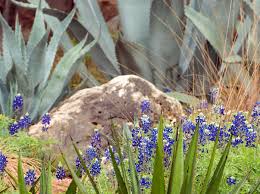 Perennial plants may be defined as those which endure or persist from the same root part year to year. A Guide To Native Plant Gardening Lady Bird Johnson Wildflower Center