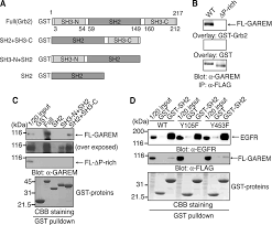 GAREM, a Novel Adaptor Protein for Growth Factor Receptor-bound Protein 2,  Contributes to Cellular Transformation through the Ac