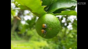 Ilmu perubatan tradisional india, seperti bersaiz kecil atau renek. Kaya Kaya Tanam Baru 2000 Pokok Limau Nipis Youtube