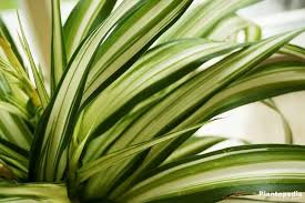 Image result for Anthericaceae